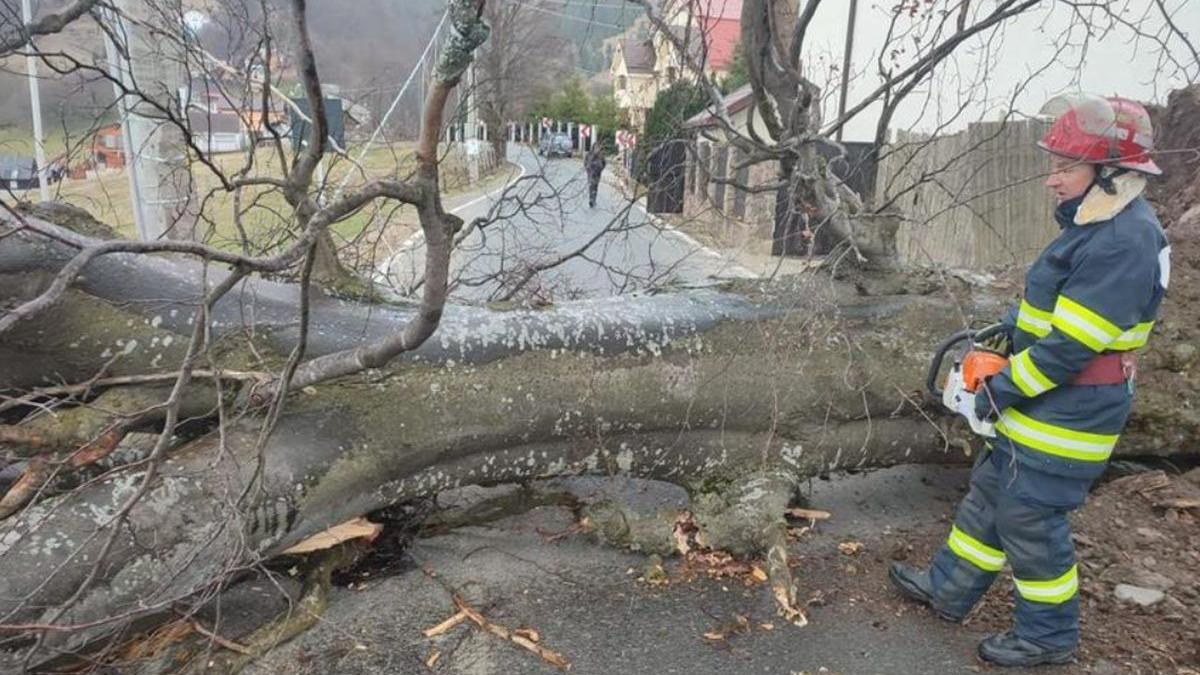 copac cazut carosabil petrosani hunedoara