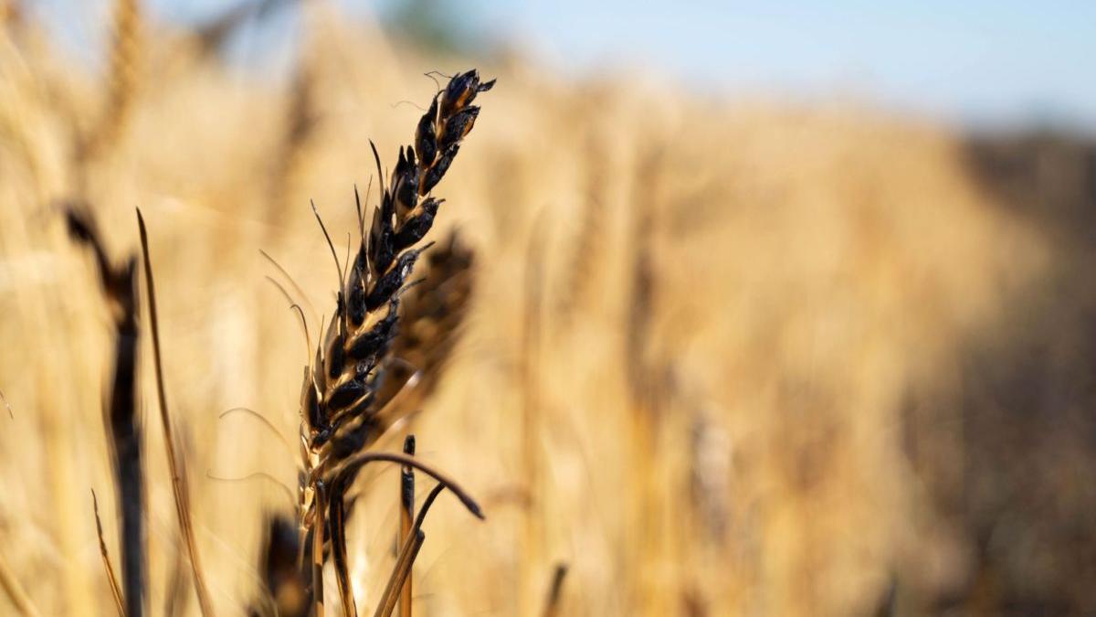 decizia romania cinci tari europene cereale ucraina