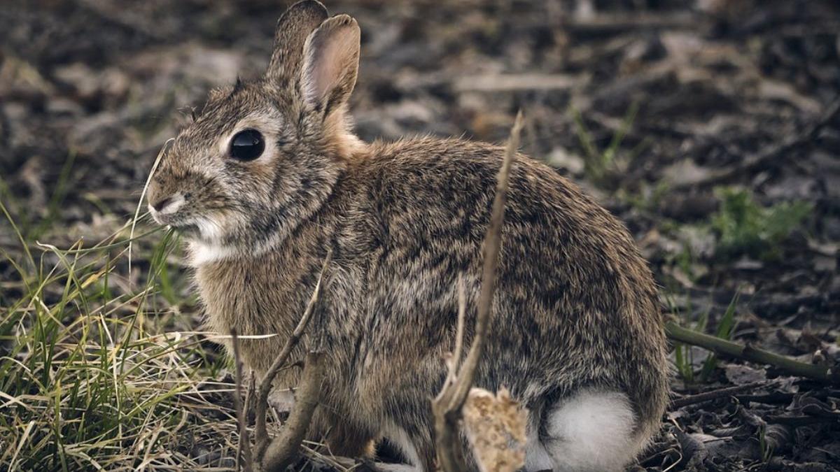 chinez impuscat vanatoare iepure de camp