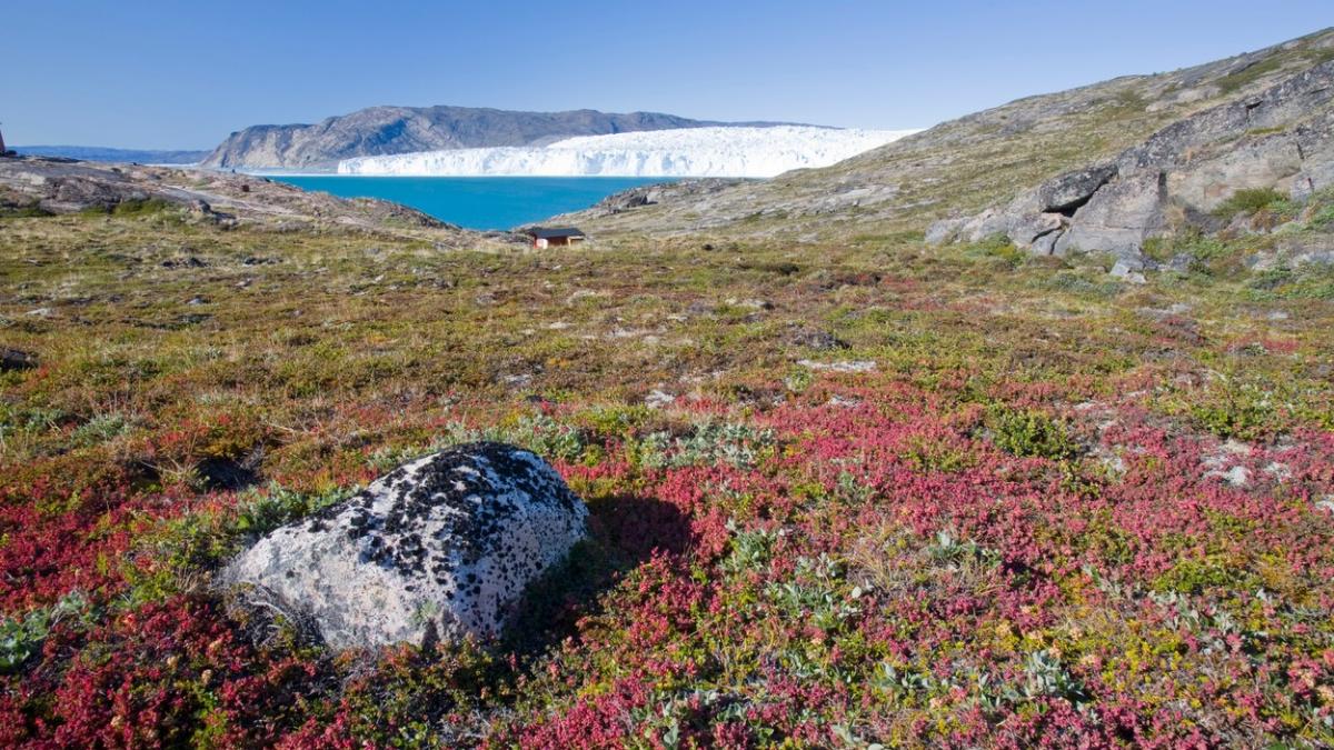 amanda pentru romanii care rup lalea pestrita