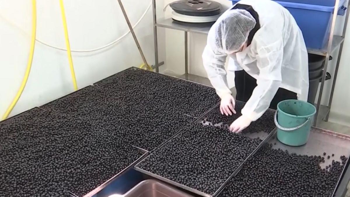 secret romani dulceata fructul cosmonautilor aronia