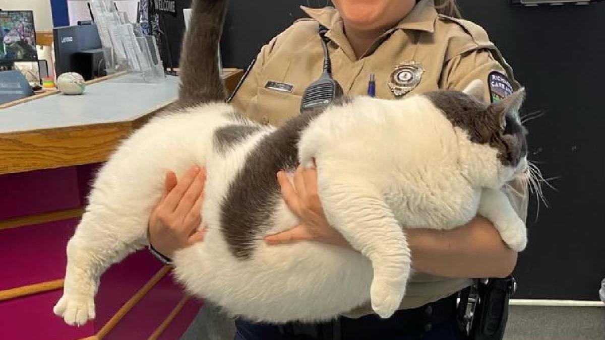 patches pisica 18 kilograme poveste