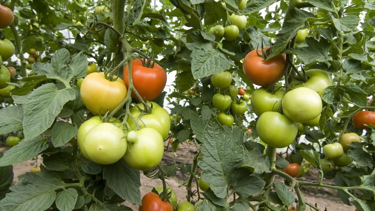 rosii castraveti romanesti mai scumpe decat un kilogram de carne