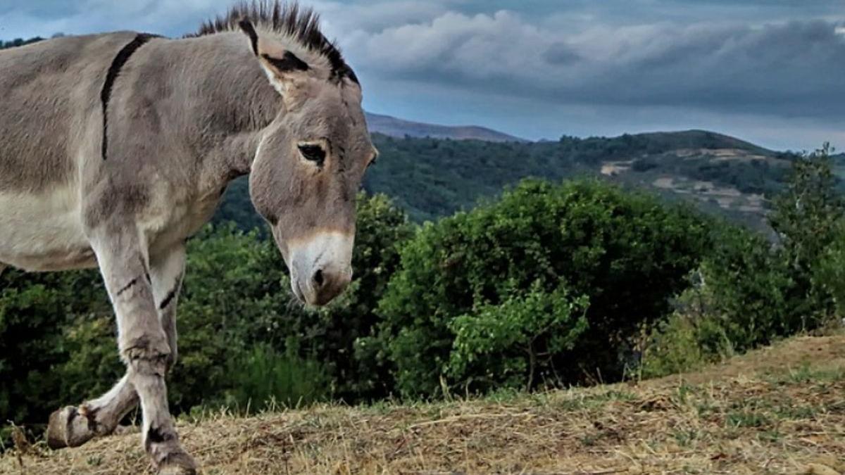 brasov barbat acuzat zoofilie magarita