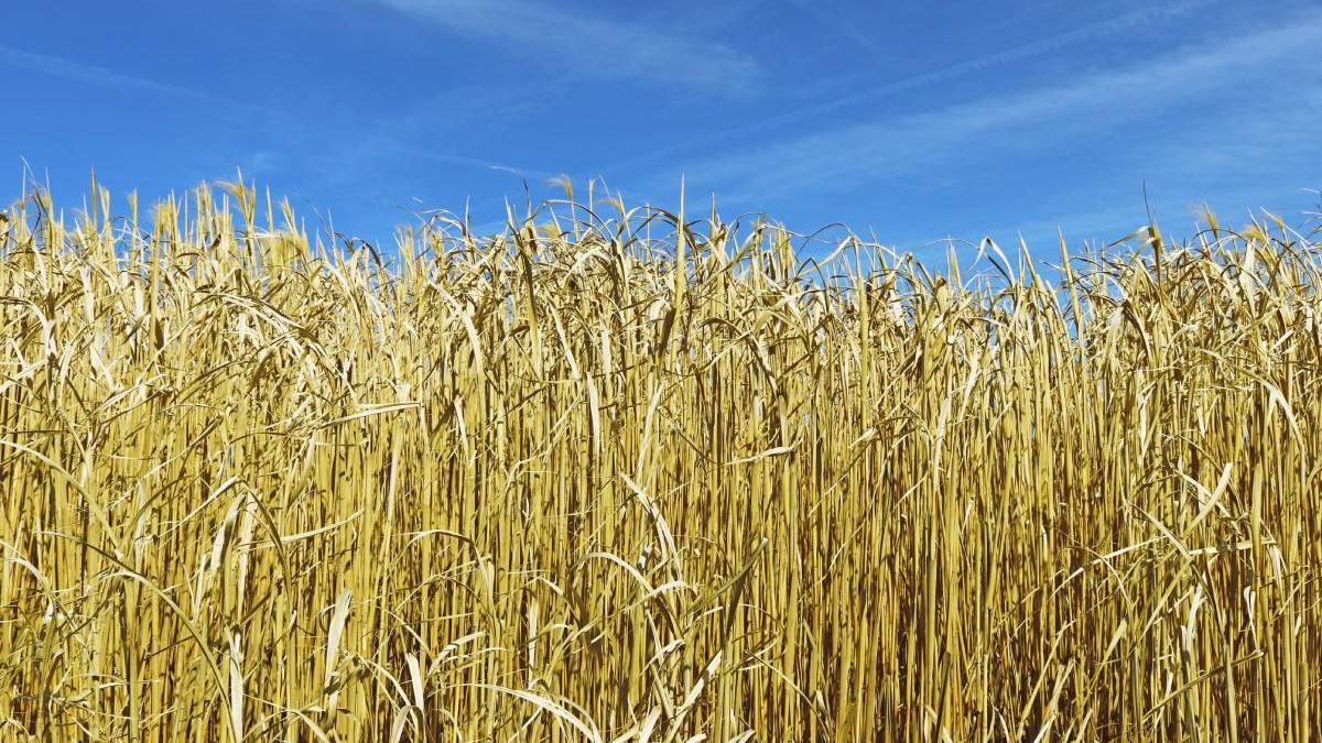 planta reduce costuri caldura