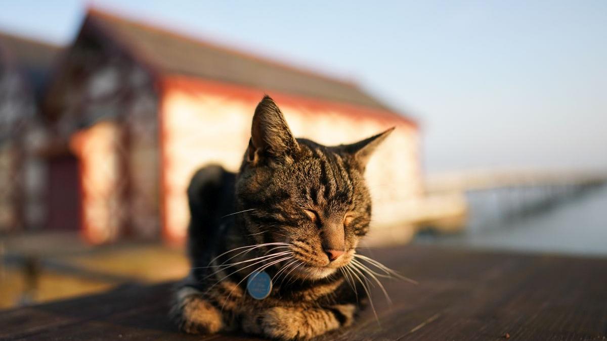 prognoza meteo 24 aprilie 22 mai 2023 vremea