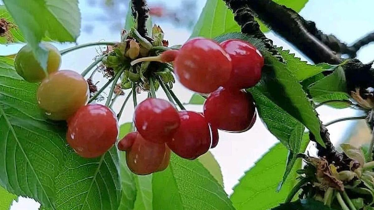 val aer african canicula spania cirese mai coapte