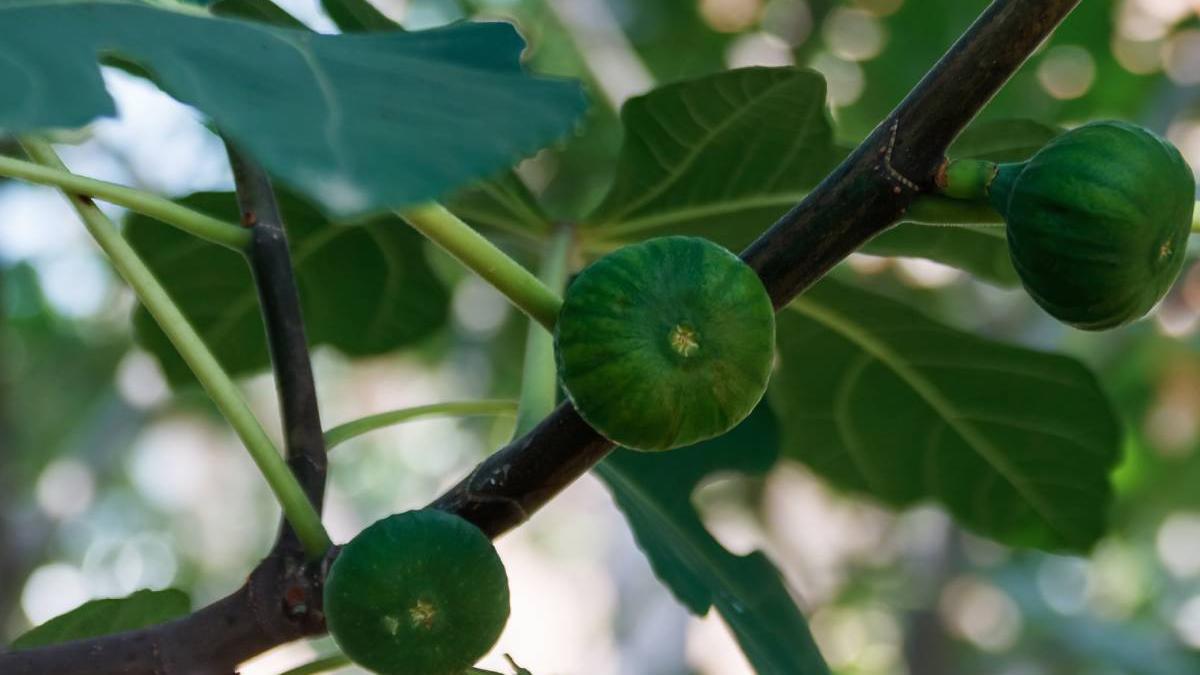 copac binecuvantare frunze fructe lastari smochin