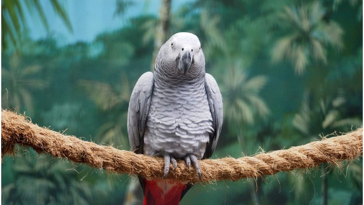 papagali gradina zoologica izolati injurat vizitatori