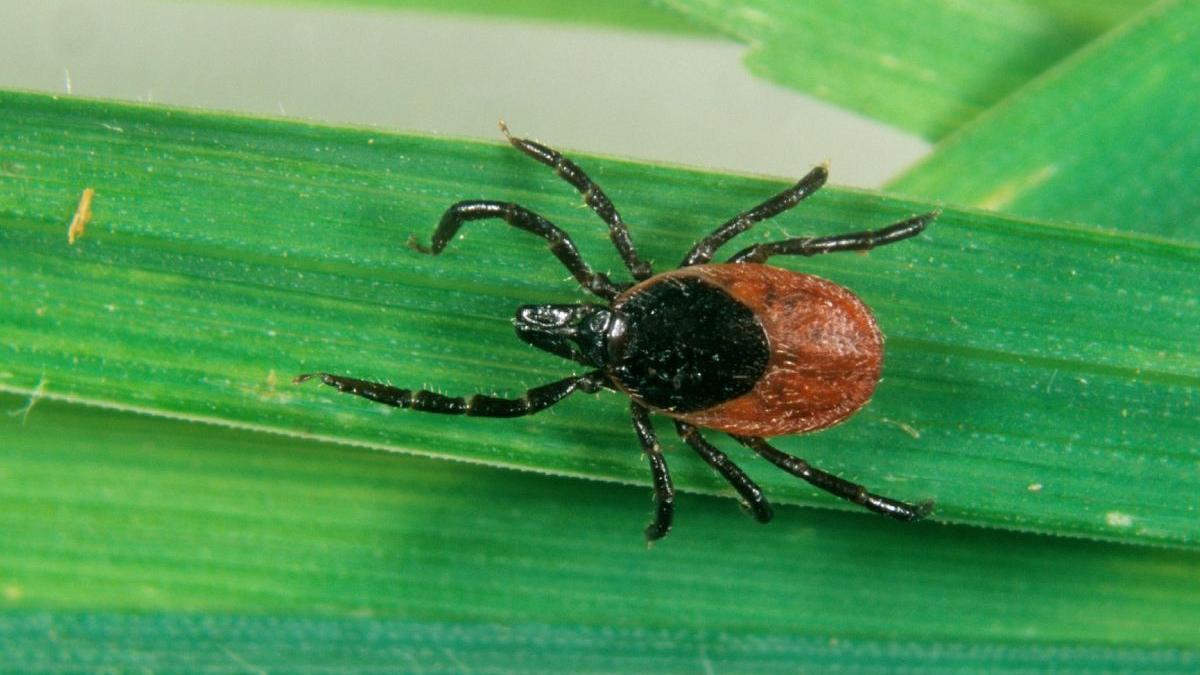 romani muscati capuse lista recomandari medici specialisti