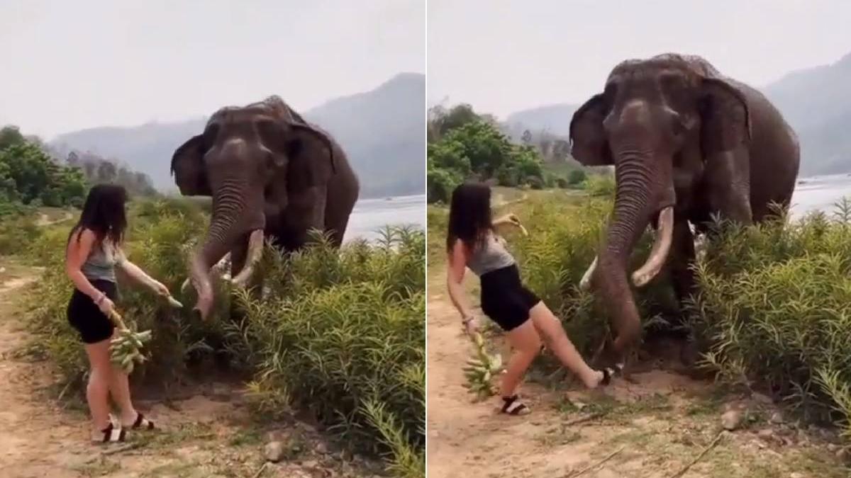 femeie atacata elefant amagit banana