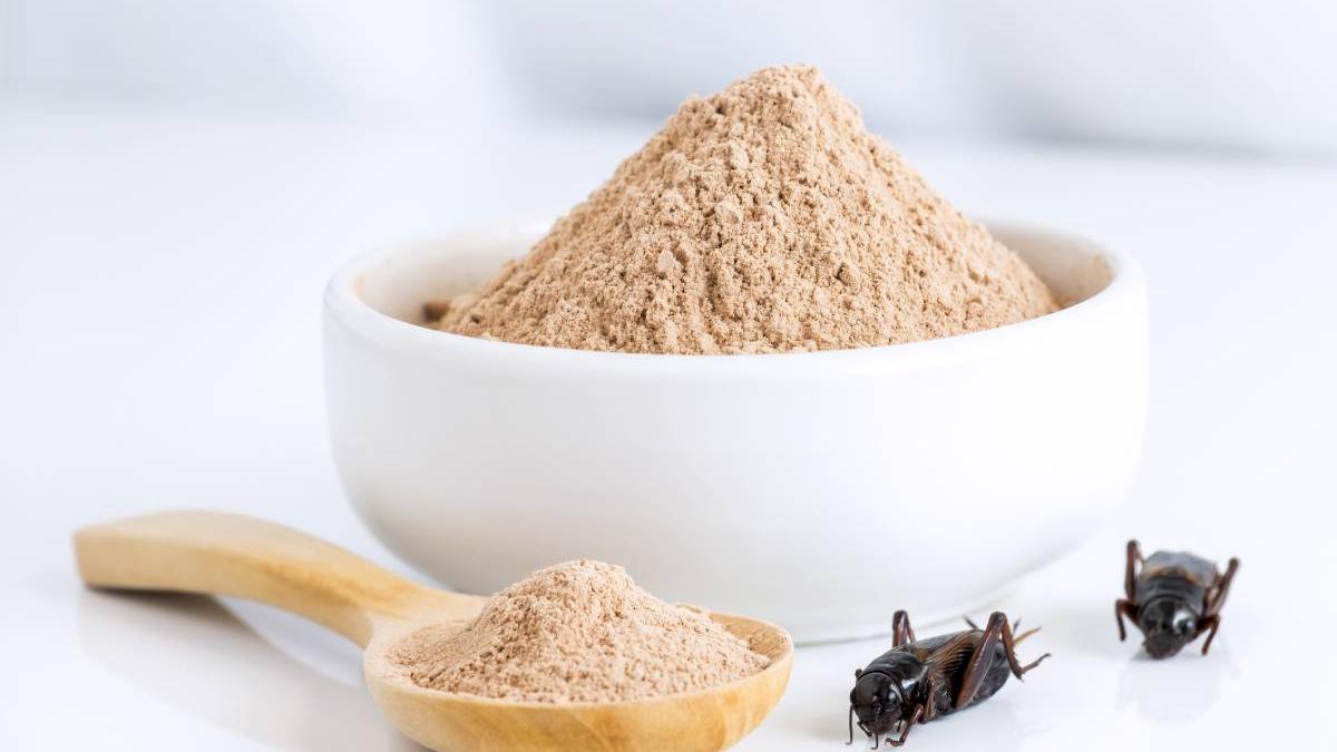 faina insecte legislatie produse alimentare vandute romania