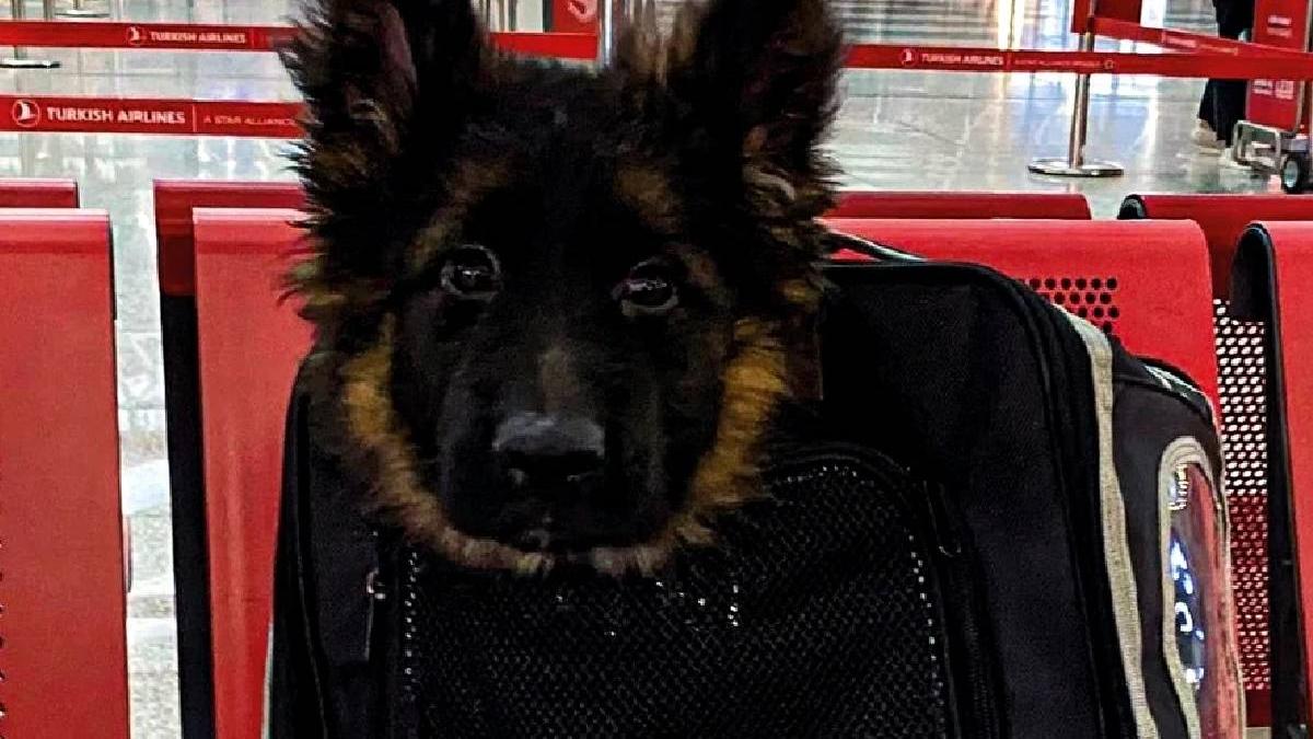 turcia trimite mexic pui ciobanesc german