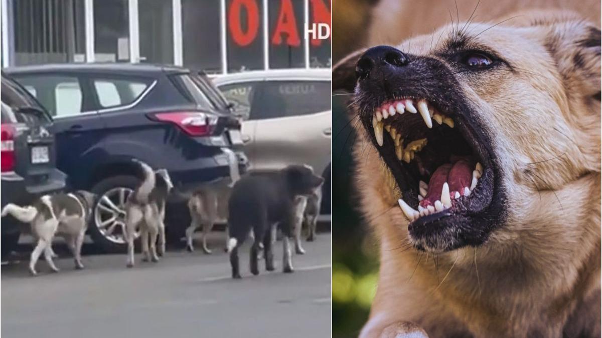 fetita cinci ani sfasiata caini fara stapan strada gorj