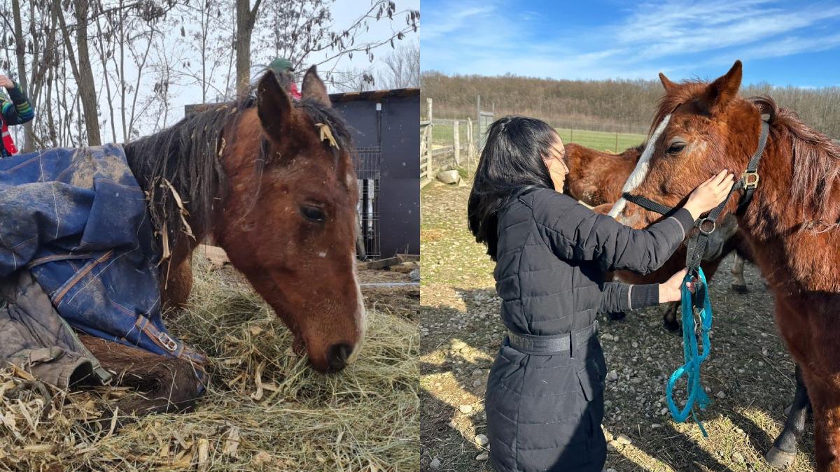 strigat disperare autoritati ilfov salvat cai caini lasati sa moara chinuri