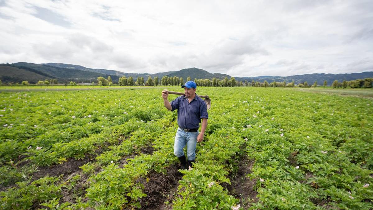 suprafete mici cultivate cartofi romania