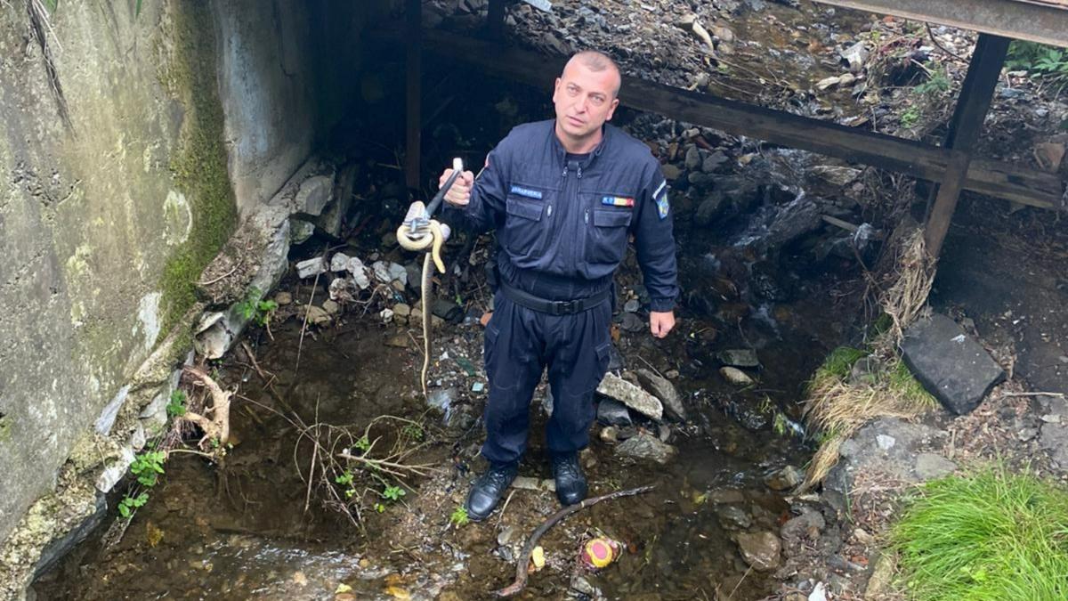 sarpe un metru jumate ascuns masina resita