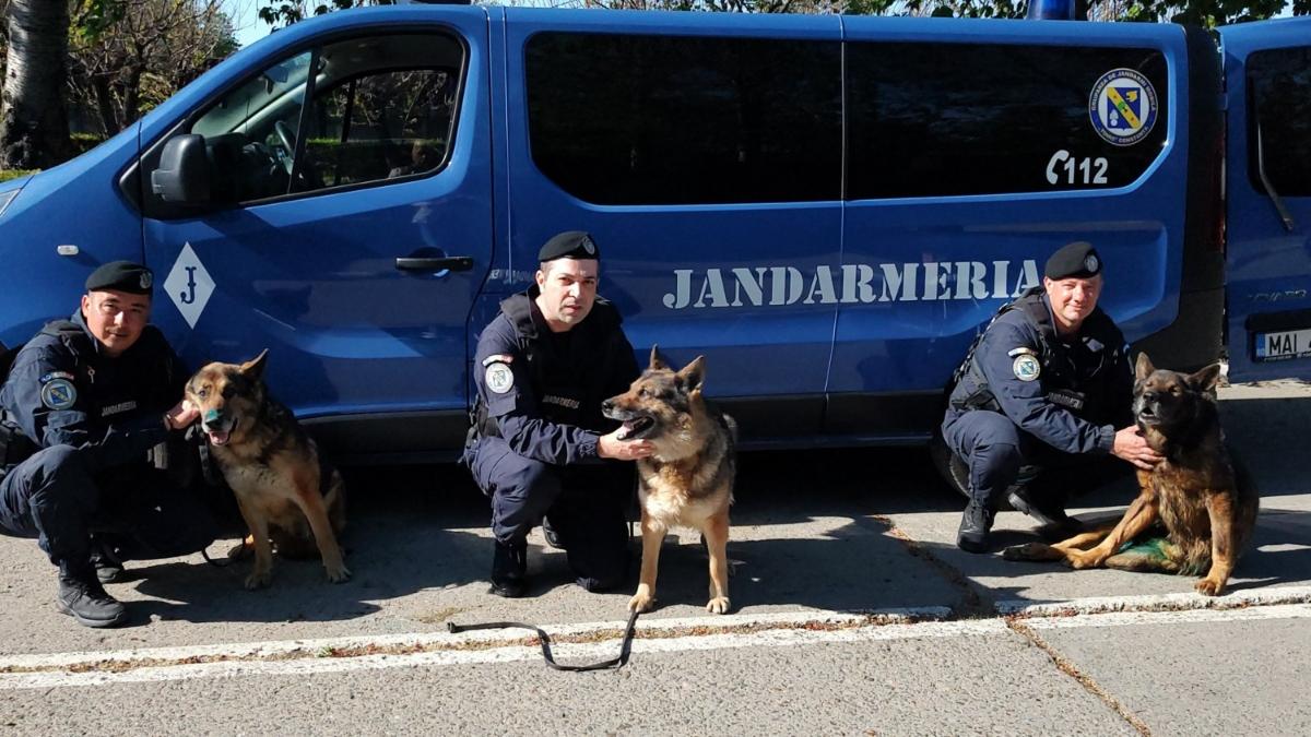 trei caini jandarmi pensie 13 ani