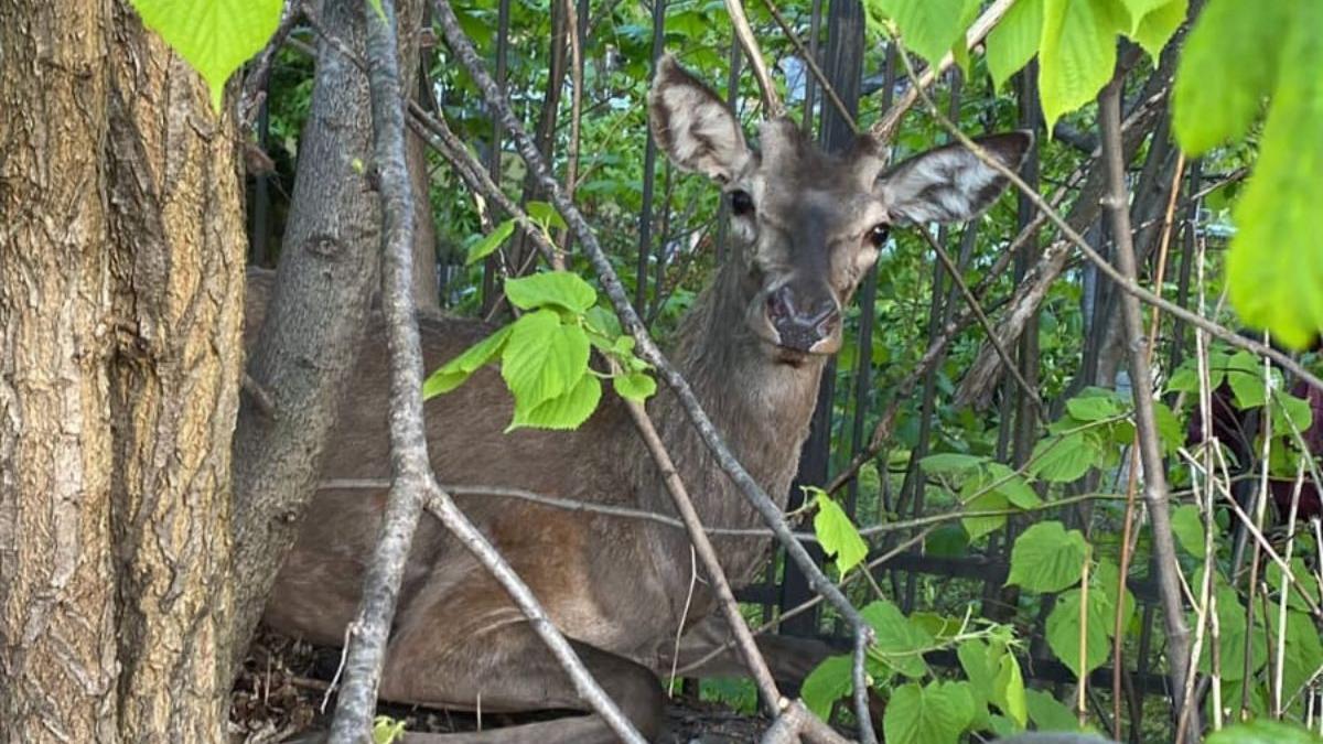 misiune speciala jandarmi salvat cerb strazi brasov