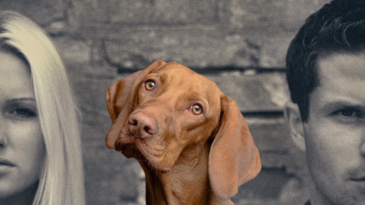 premiera in justitie cainele increditat la partaj procedura copii