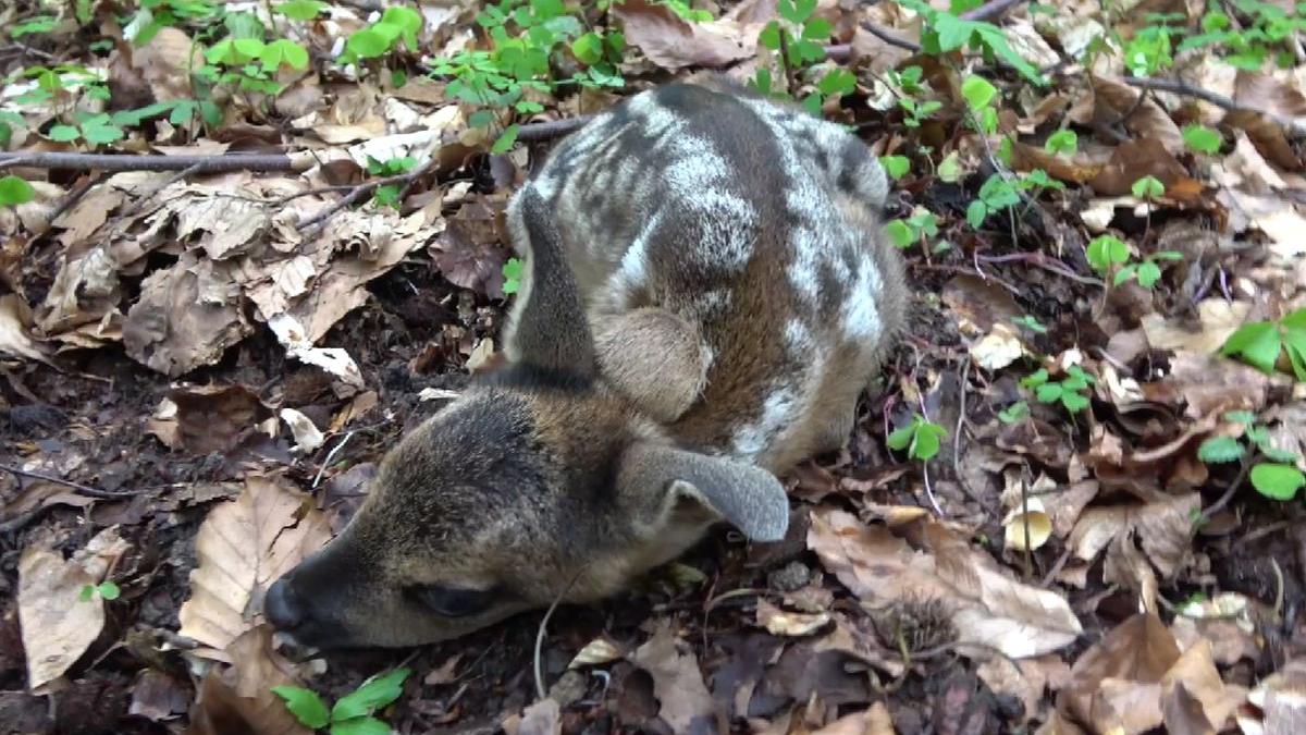 pui caprioara padure putna suceava
