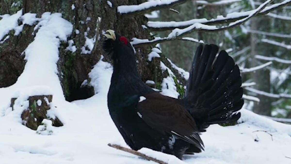 dans nuptial cocos munte parcul national muntii rodnei