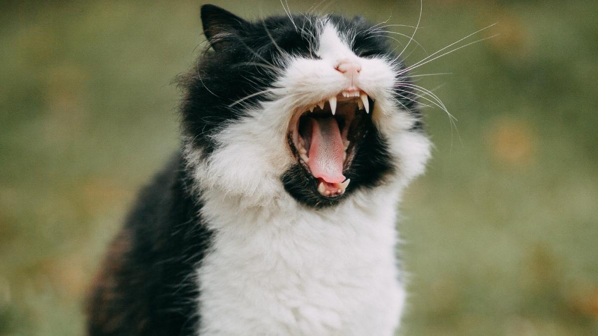 o pisica a devenit erou dupa ce mieunat ajutat politia hot rpman prins italia