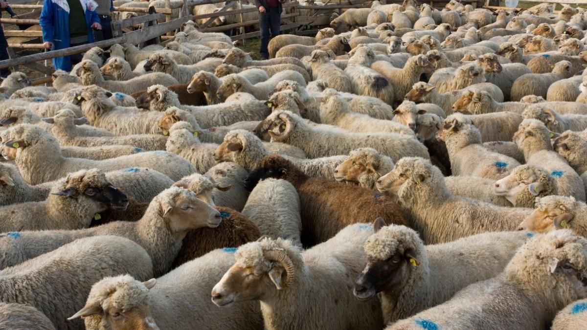 romania maroc acord export ovine