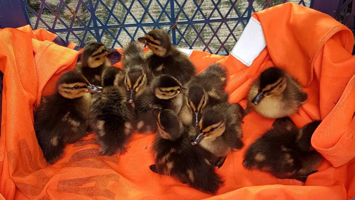 boboci rata salbatica salvati drumari predeal