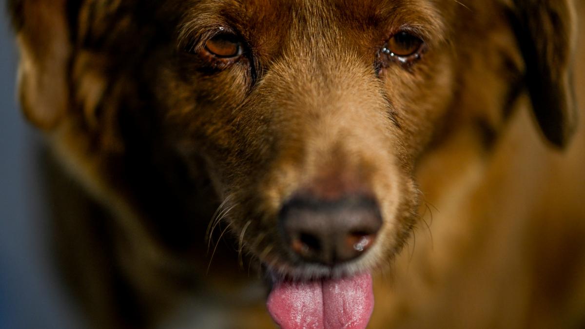 cel mai batran caine din lume bobi