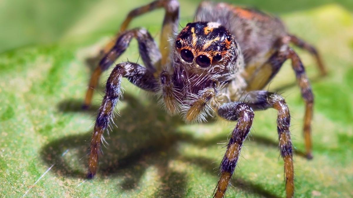 de ce sa nu omori paianjeni din casa