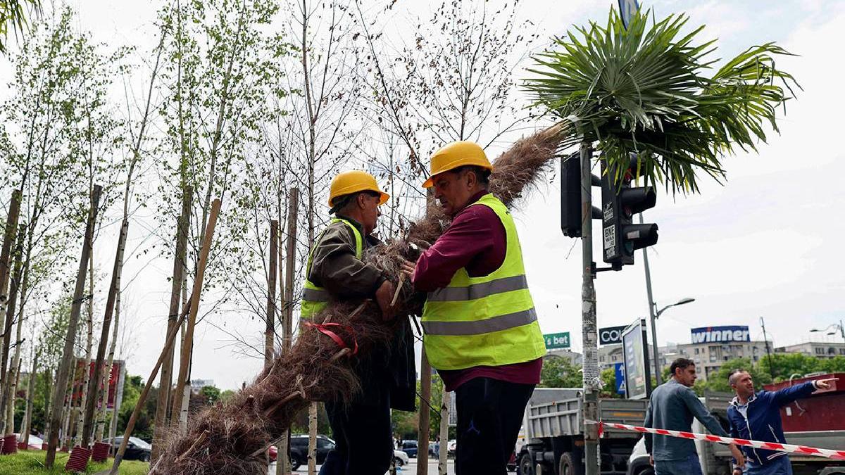 palmieri scosi radacini nicusor dan primarie negoita