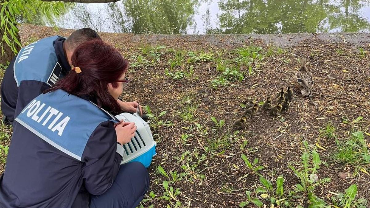 10 boboci rata mama rataciti trafic cluj napoca gest simplu sofer