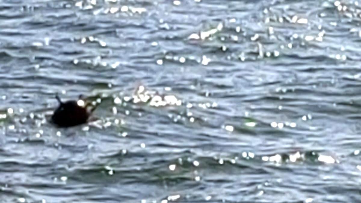 mina marina marea neagra sulina