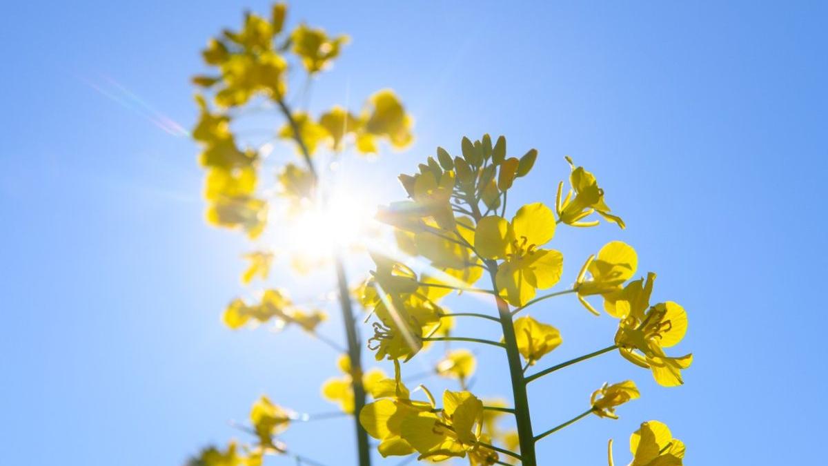 prognoza meteo vremea 15 mai 12 iunie 2023 vremea