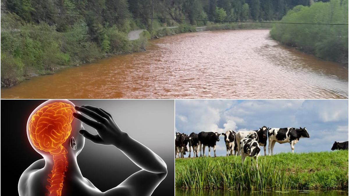 campuri contaminate metale grele campuri contaminate metale grele