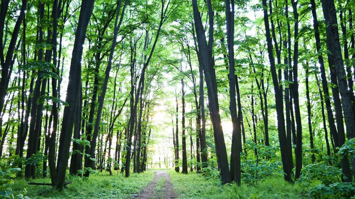 centura verde bucuresti aviz favorabil protejarea padurilor ilfov