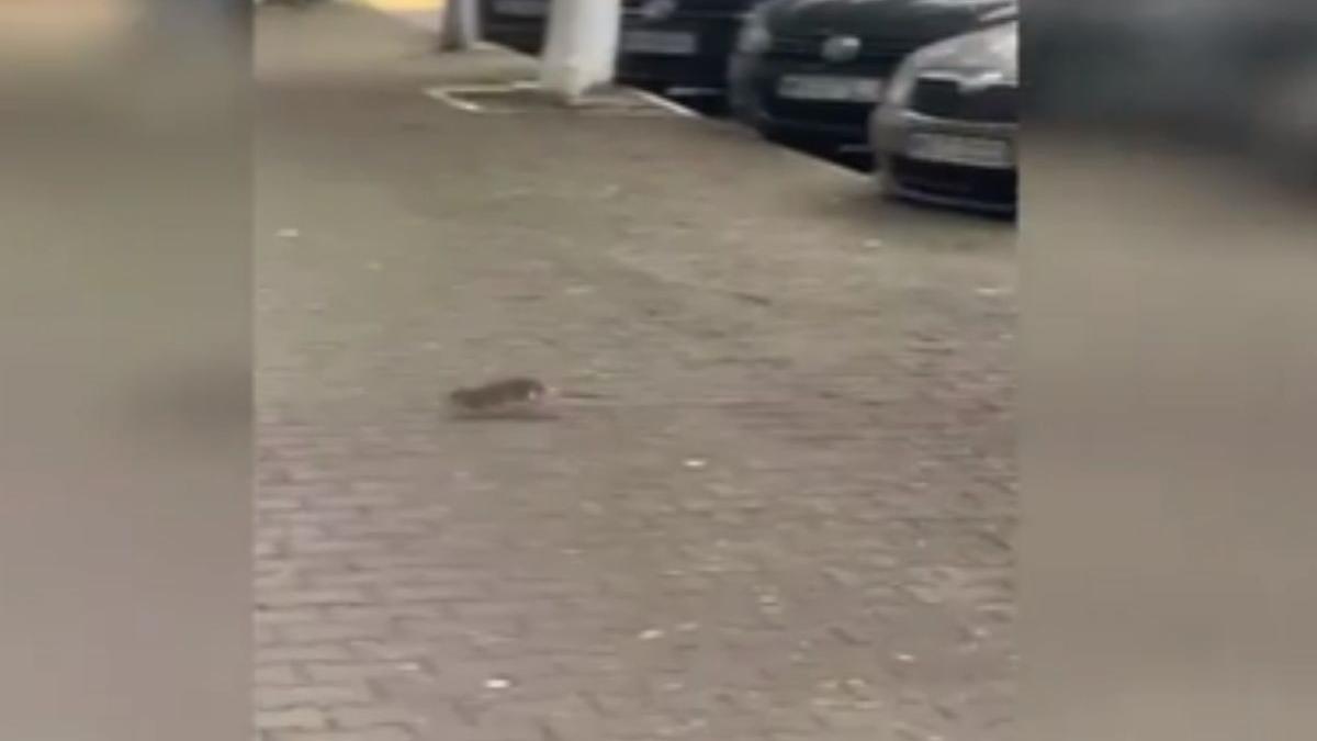 sobolani gunoaie cartier frica parinti copii locuitori targu mures