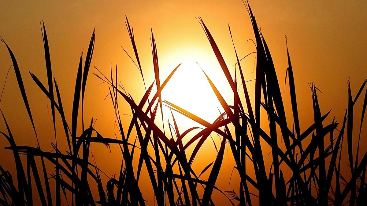 anunt ingrijorator organizatia mondiala meteorologie prag incalzire globala