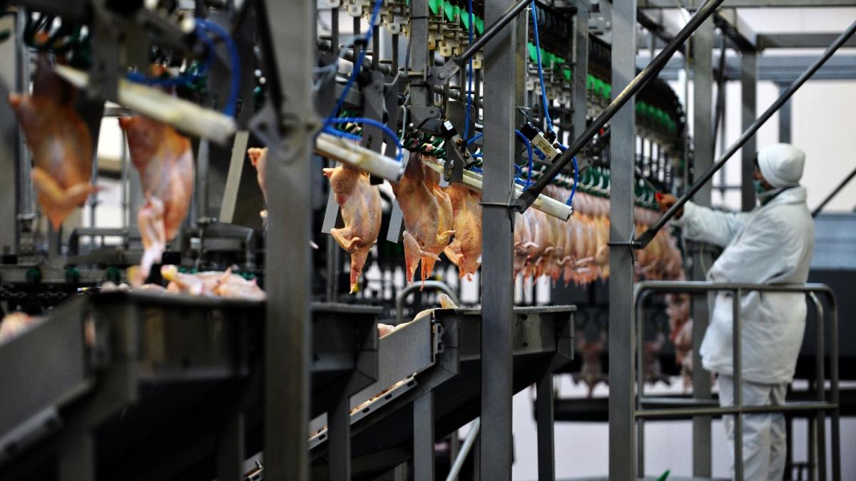 comuna romania investitie 50 milioane euro nou abator pui 600 locuri munca