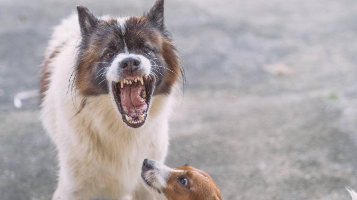 bucuresti capitala caini vagabonzi politie