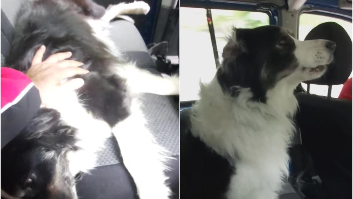 catelusa salvamont arges muscata vipera intepata bondar