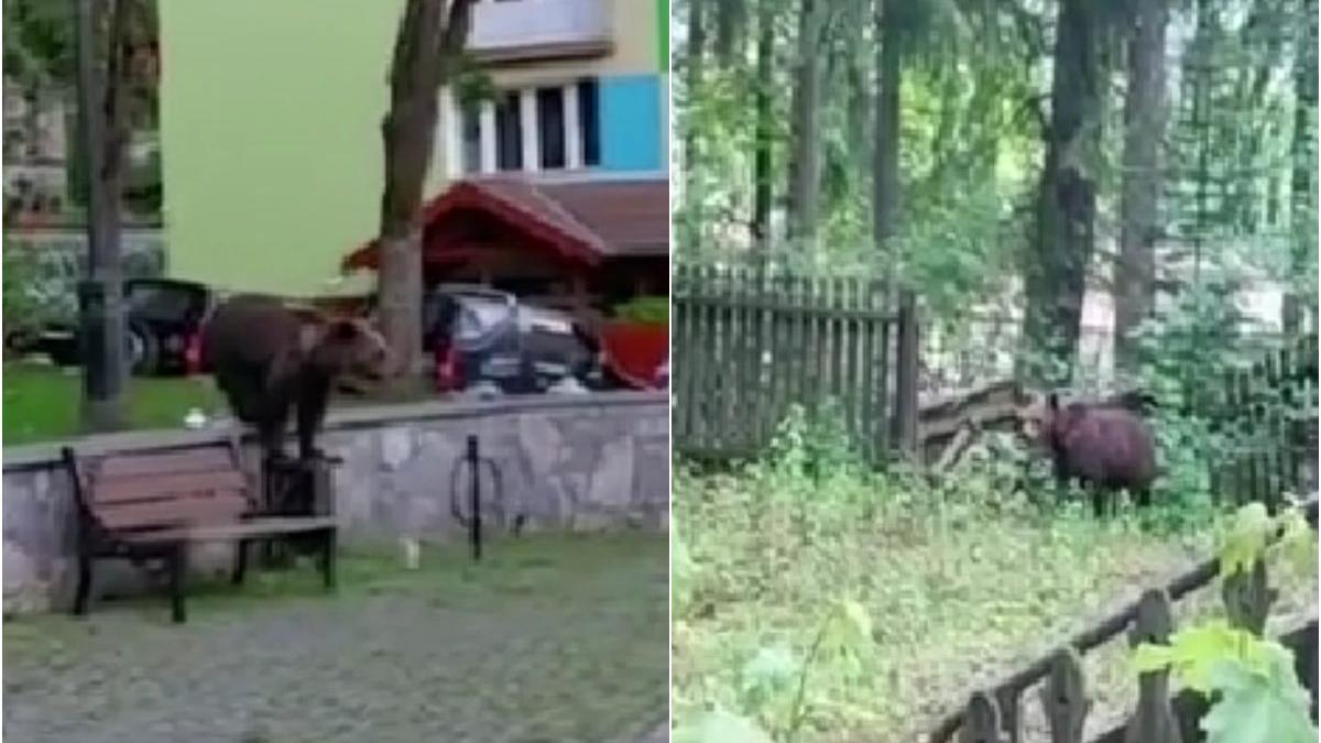 scoala comarnic pazita politisti locali urs