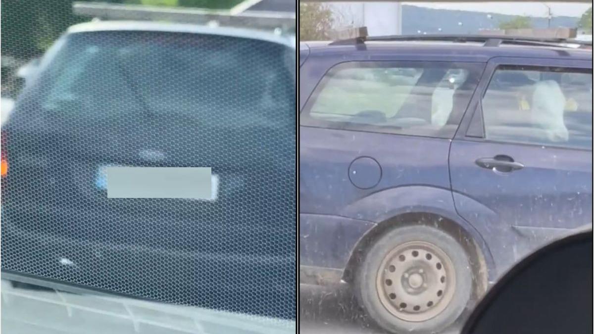 vaca plimbata masina dej