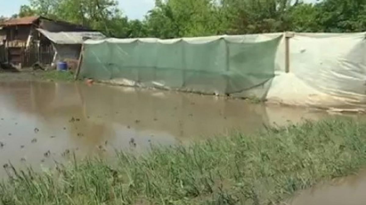 ploaia torentiala ravagii buzau timis