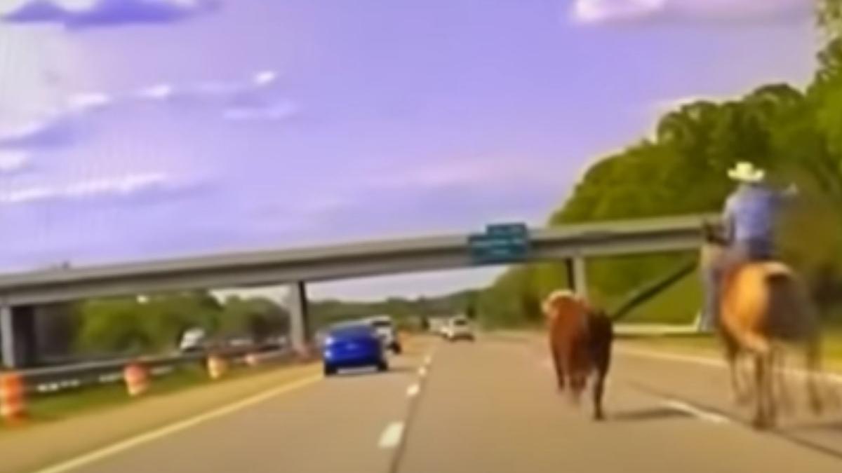urmarire spectaculoasa pe o autostrada din sua un cowboy cu lasou a prins o vaca