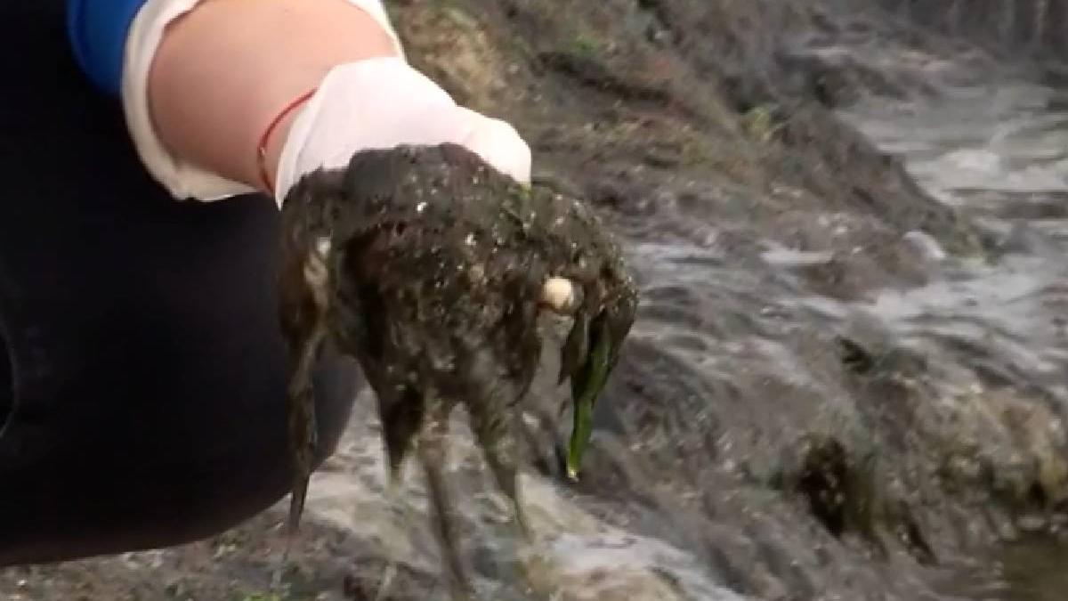 peisaj dezolant litoral plaja mamaia invadata alge marine