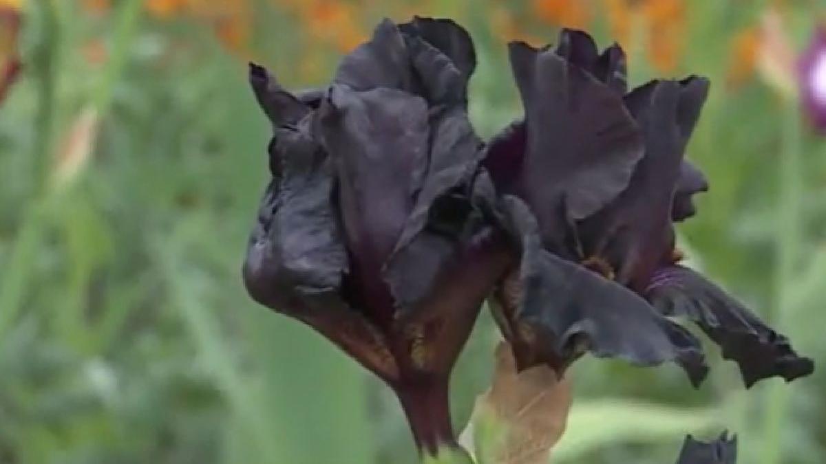 cum se poate obtine zahar din irisi negri