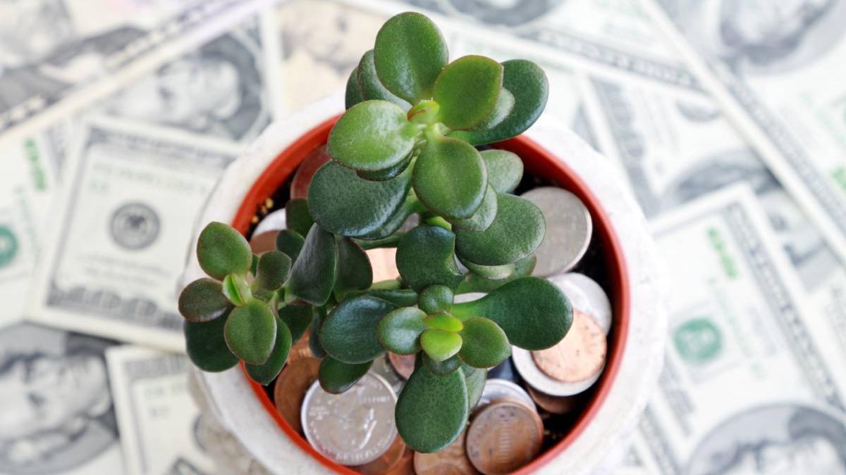 plante casa aduc bani noroc prosperitate