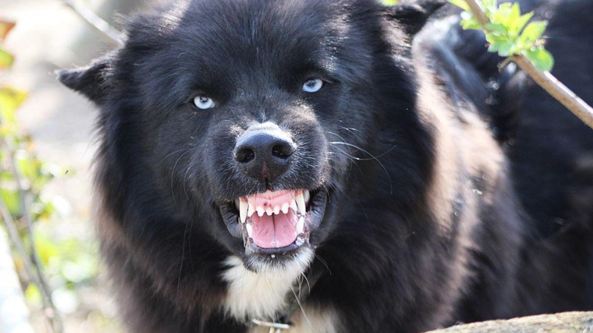 copil 12 ani muscat caine turburea gorj